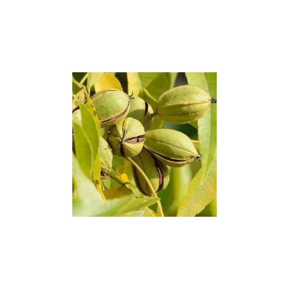 Collection de 6 fruitiers exotiques rustiques pour votre jardin