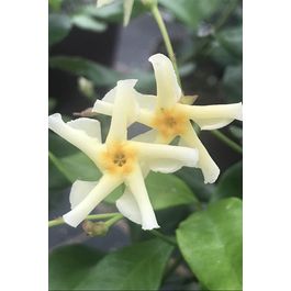 Jasmin Étoilé Jasminoïdes C 3 Litres - Plante Grimpante Fleur Blanche Parfumée