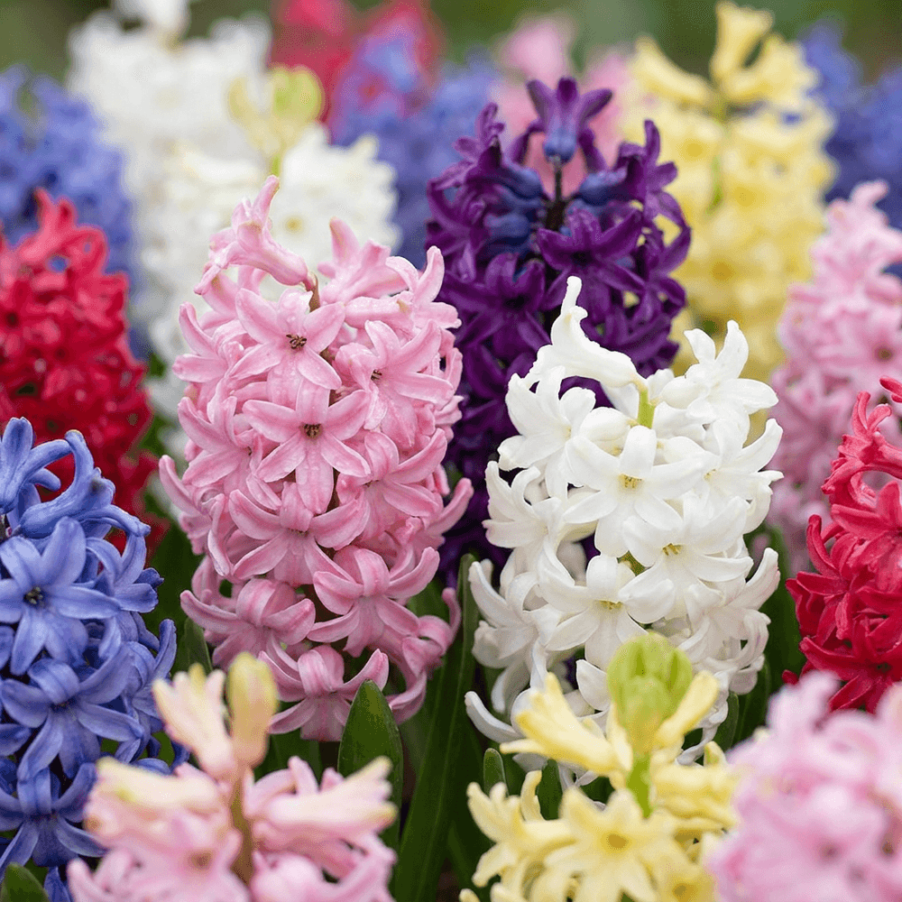 Jacinthe en mélange (hyacinthus) - floraison printanière - calibre 14/15 - 80 bulbes