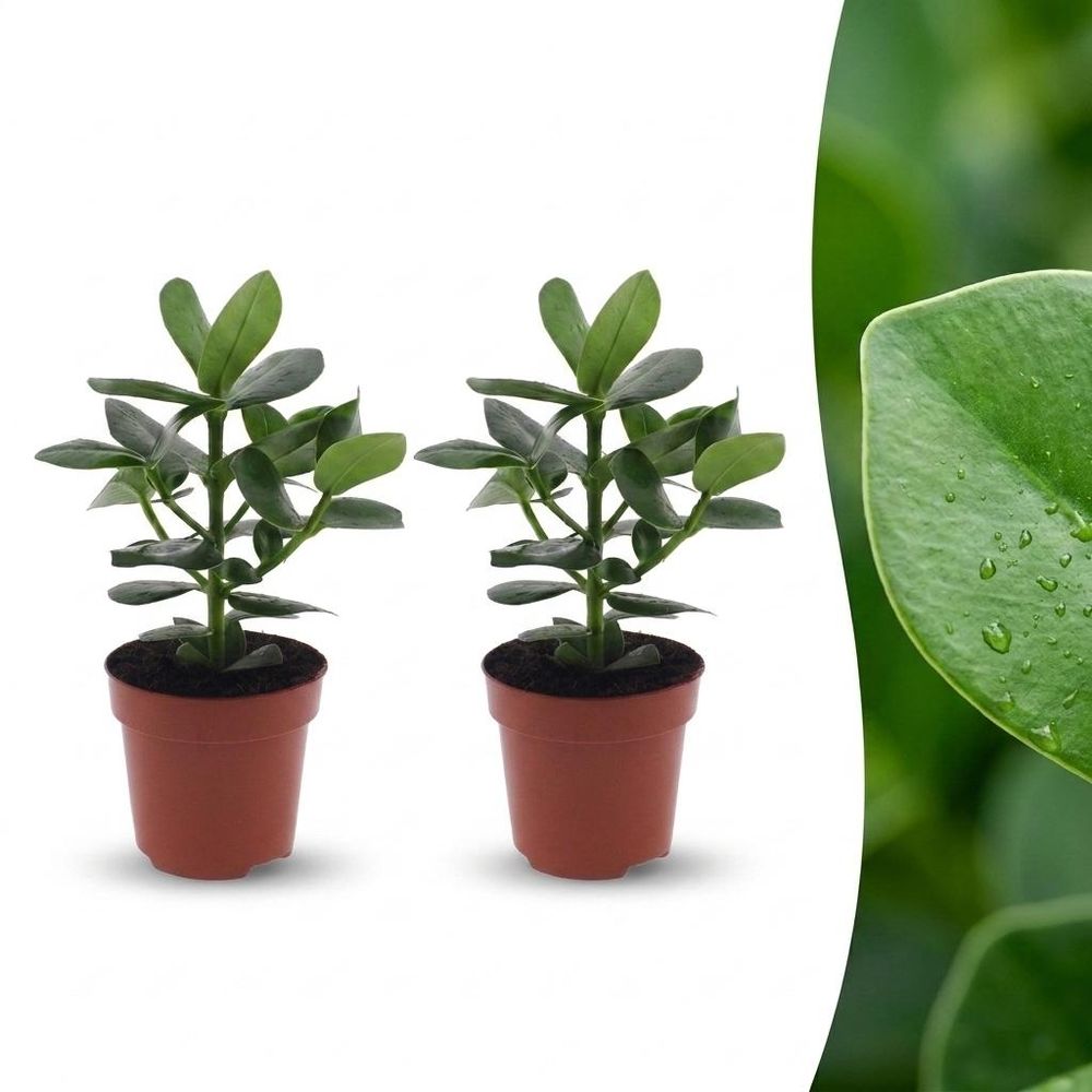 Clusia princess - clusia - pot de 12cm