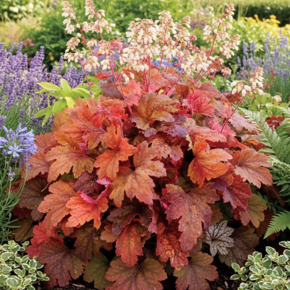 Heucherella sweet tea® lot de 5 godets