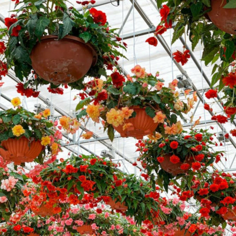 Bulbe de bégonia cascade en mélange sachet de 6 bulbes