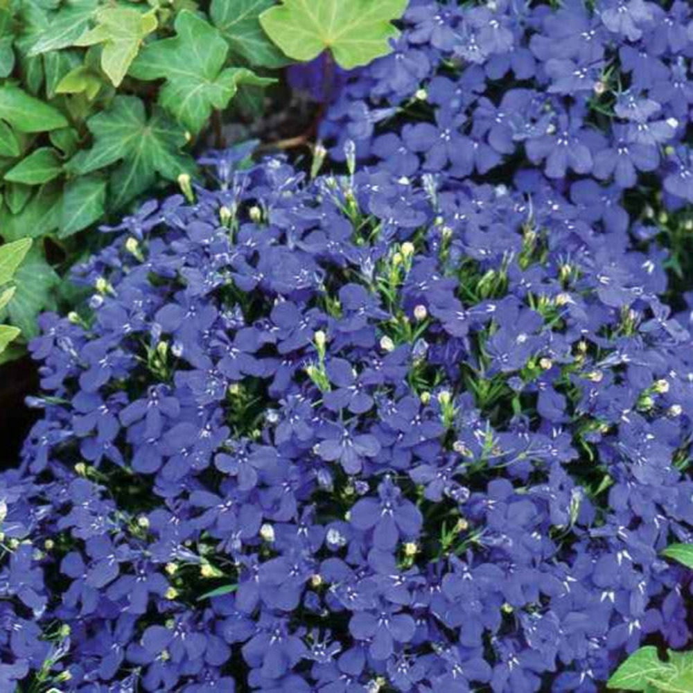 Lobelia emperor william, le sachet / 0.25g / ±7500 graines