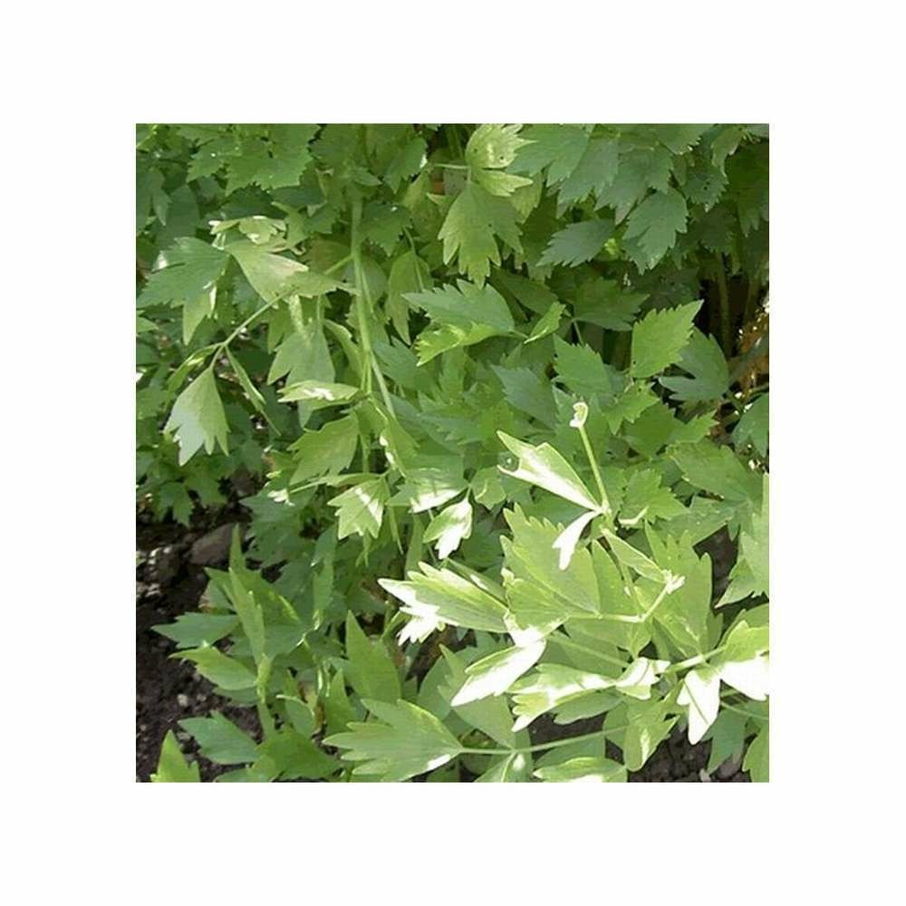 Ache de montagne, cÃ©leri perpÃ©tuel