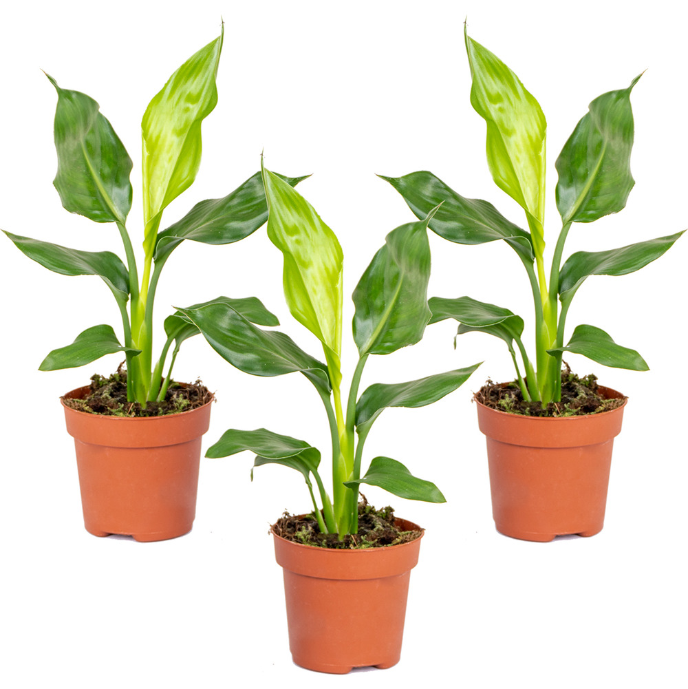 Lot de 3 - strelitzia reginae - oiseau de paradis - hauteur 30-40 cm - pot 12 cm