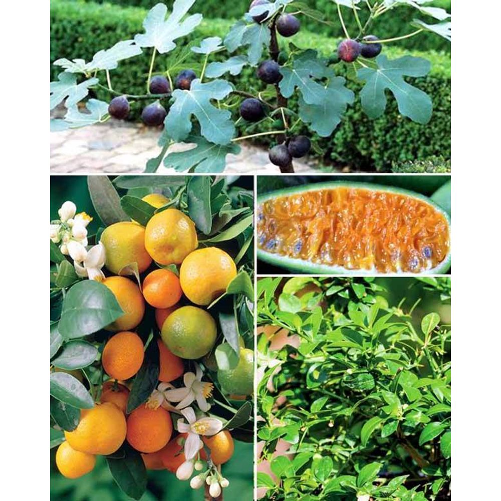 Collection de 3 mini-fruitiers pour terrasses méditerranéennes - les 3 ...