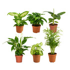 Mélange de plantes d'intérieur vertes - lot de 6 - ⌀12 cm - ↕ 25 - 45 cm