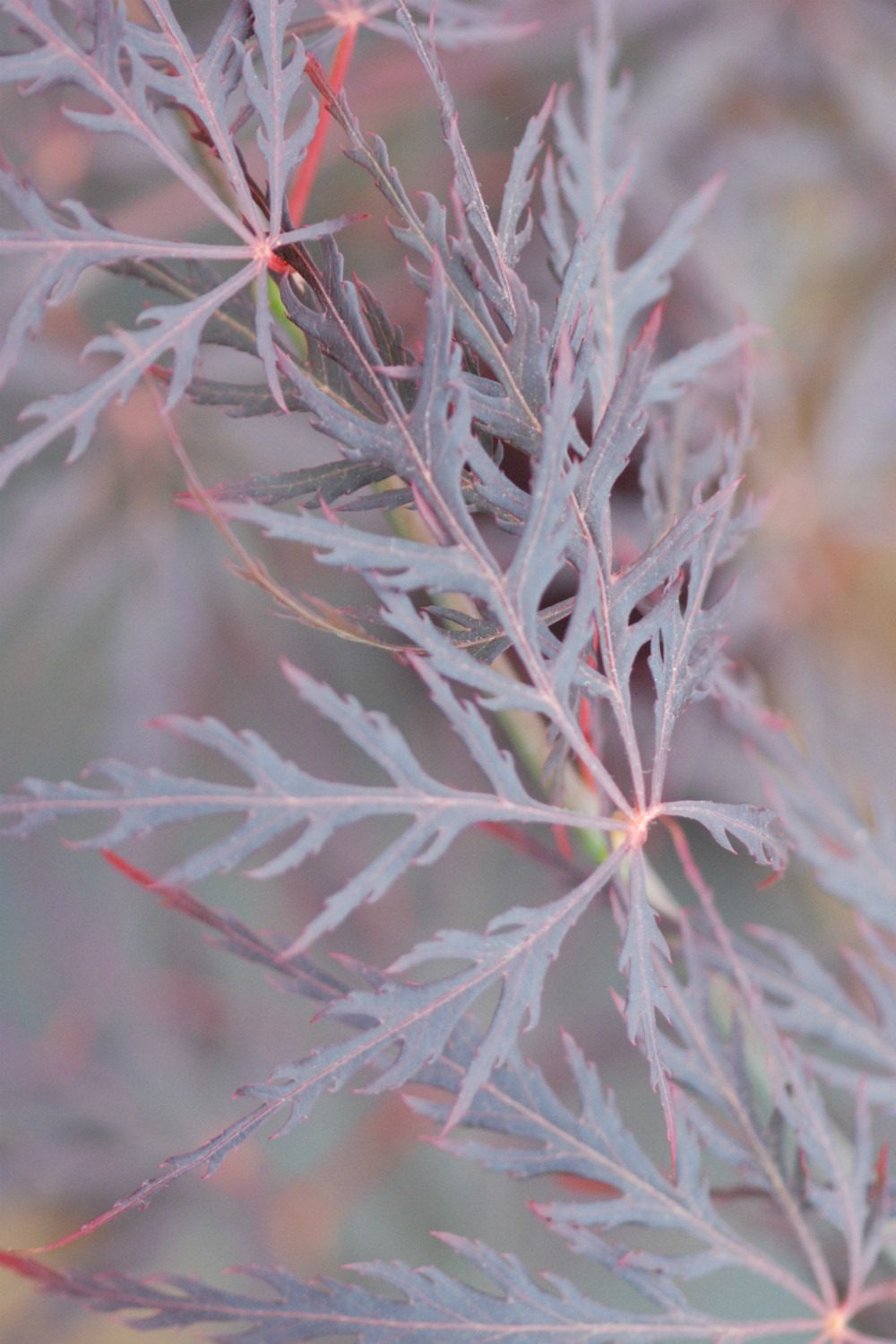 Erable 'dissectum garnet' - en pot de 4 litres