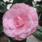 Camellia japonica 'william barlett':pot 15l