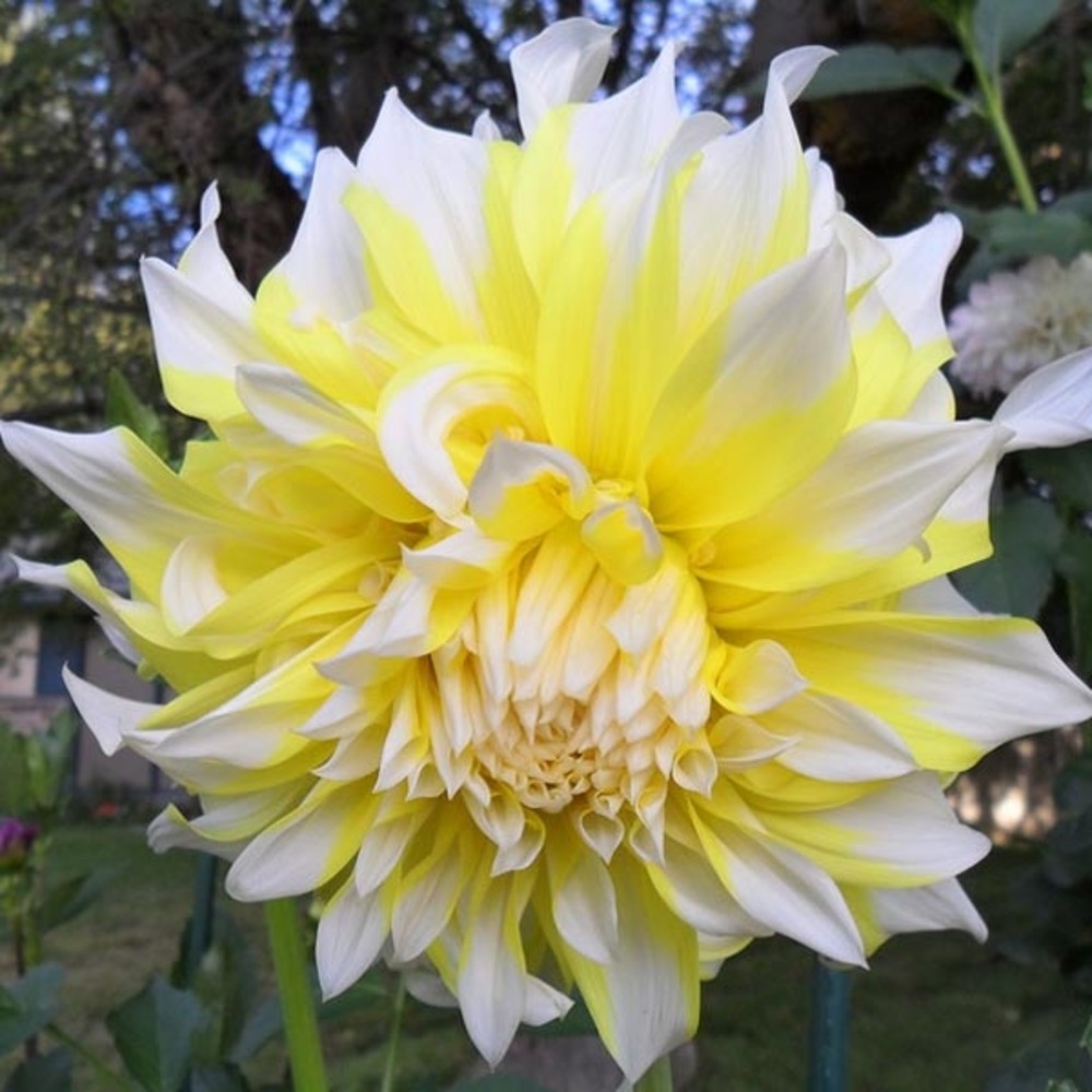 Dahlia gpe géant décoratif 'grand prix' bulbe calibre i