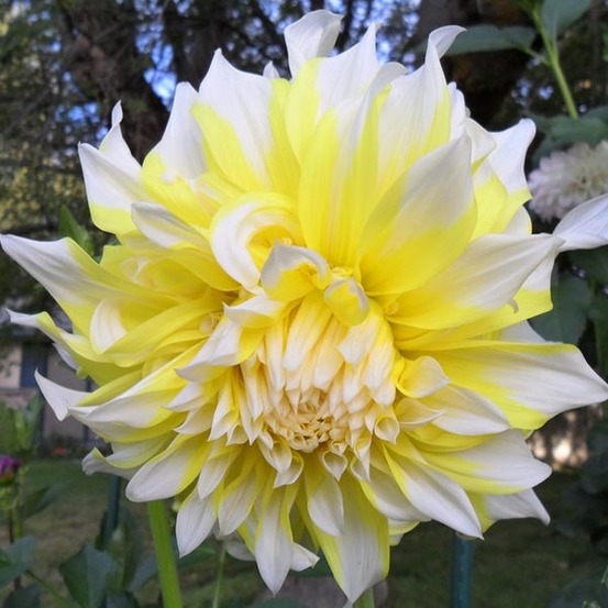 Dahlia gpe géant décoratif 'grand prix' bulbe calibre i