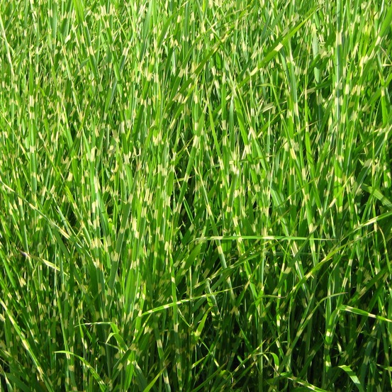 Eulalie, roseau de chine 'strictus' pot de 2l/3l