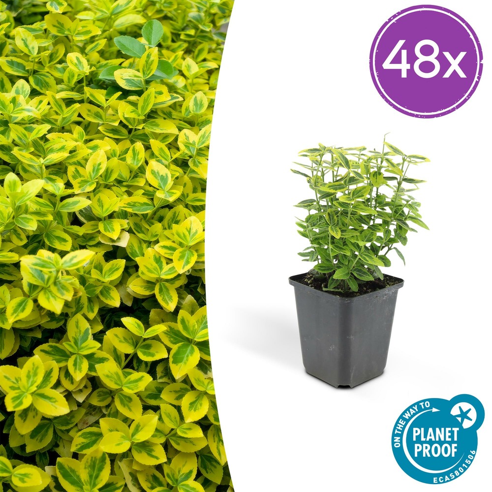 Lot de 48 - euonymus fort. 'emerald 'n doré’ - h10-25 cm