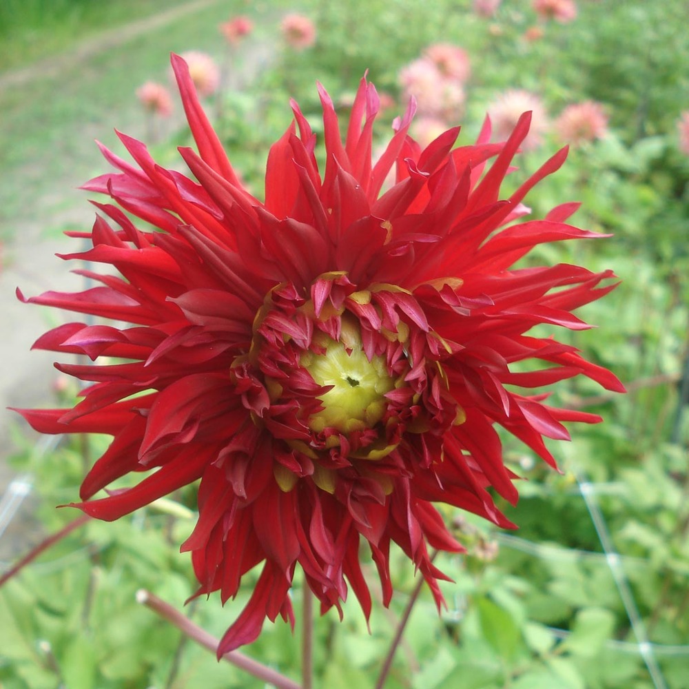 Dahlia dentelles 'jaxon' bulbe calibre i