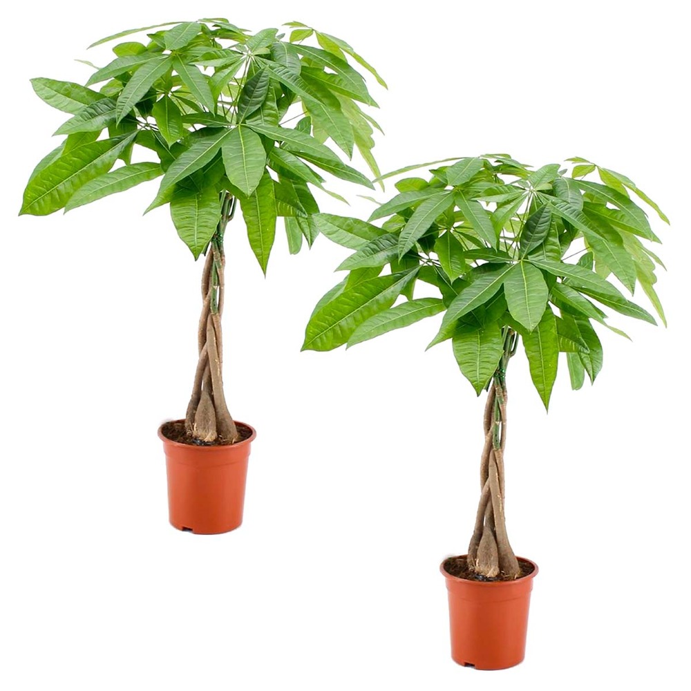 Lot de 2 - pachira aquatica - arbre à monnaie - cacaoyer d’eau - hauteur 60-70 cm - pot 17 cm