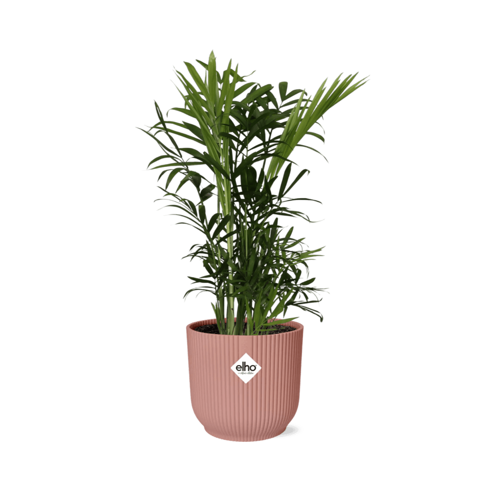Chamaedorea elegans in elho vibes fold 14cm roze - plantes d'intérieur
