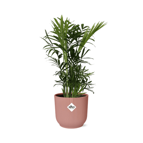 Chamaedorea elegans in elho vibes fold 14cm roze - plantes d'intérieur