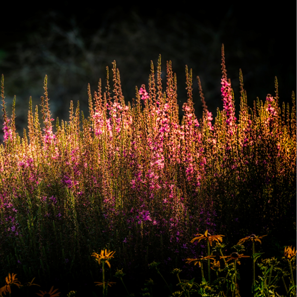 Panic érigé sangria - panicum virgatum sangria 60/80 cm pot 3l