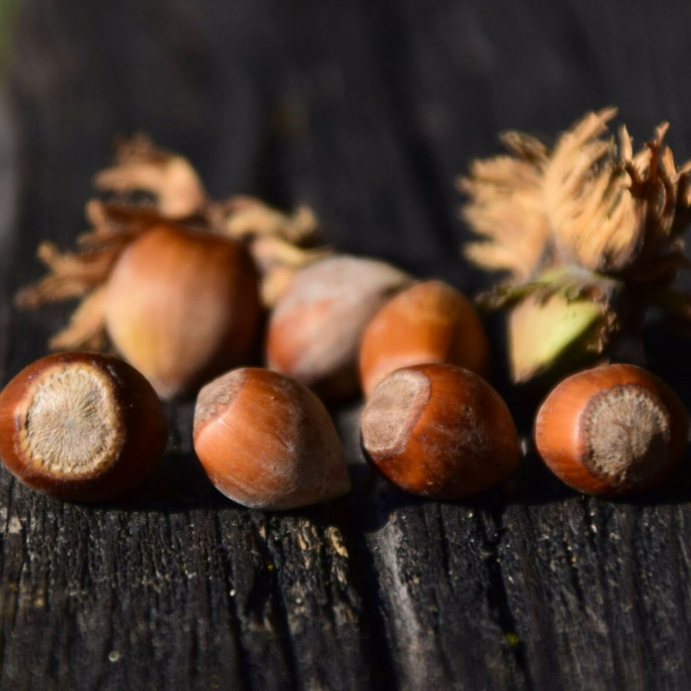 Noisetier nottingham pot de 1,5l - 20/50 cm