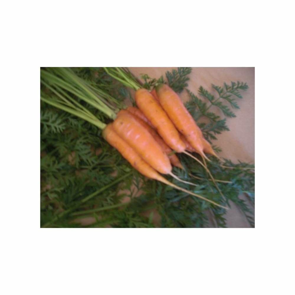 Graines de carotte nantaise améliorée-3