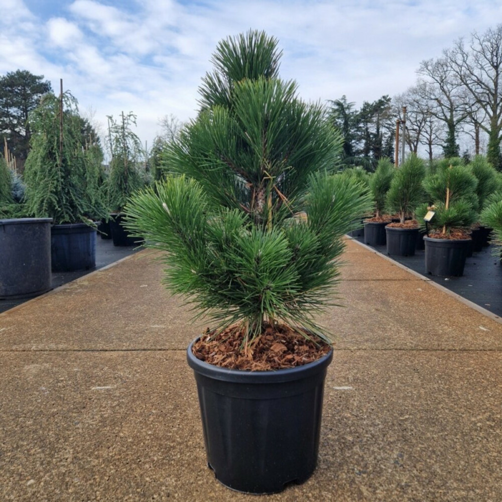 Pin noir du japon 'thunderhead' pot 11l 40/50cm - pinus thunbergii thunderhead