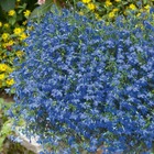 Lobelia bleu - 3 godets plante annuelle