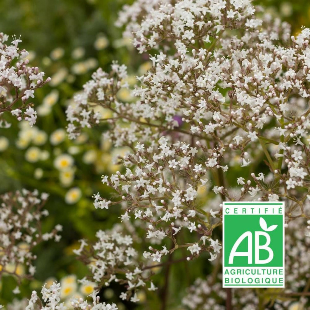 Valériane officinale - sans traitement godet - 5/20 cm