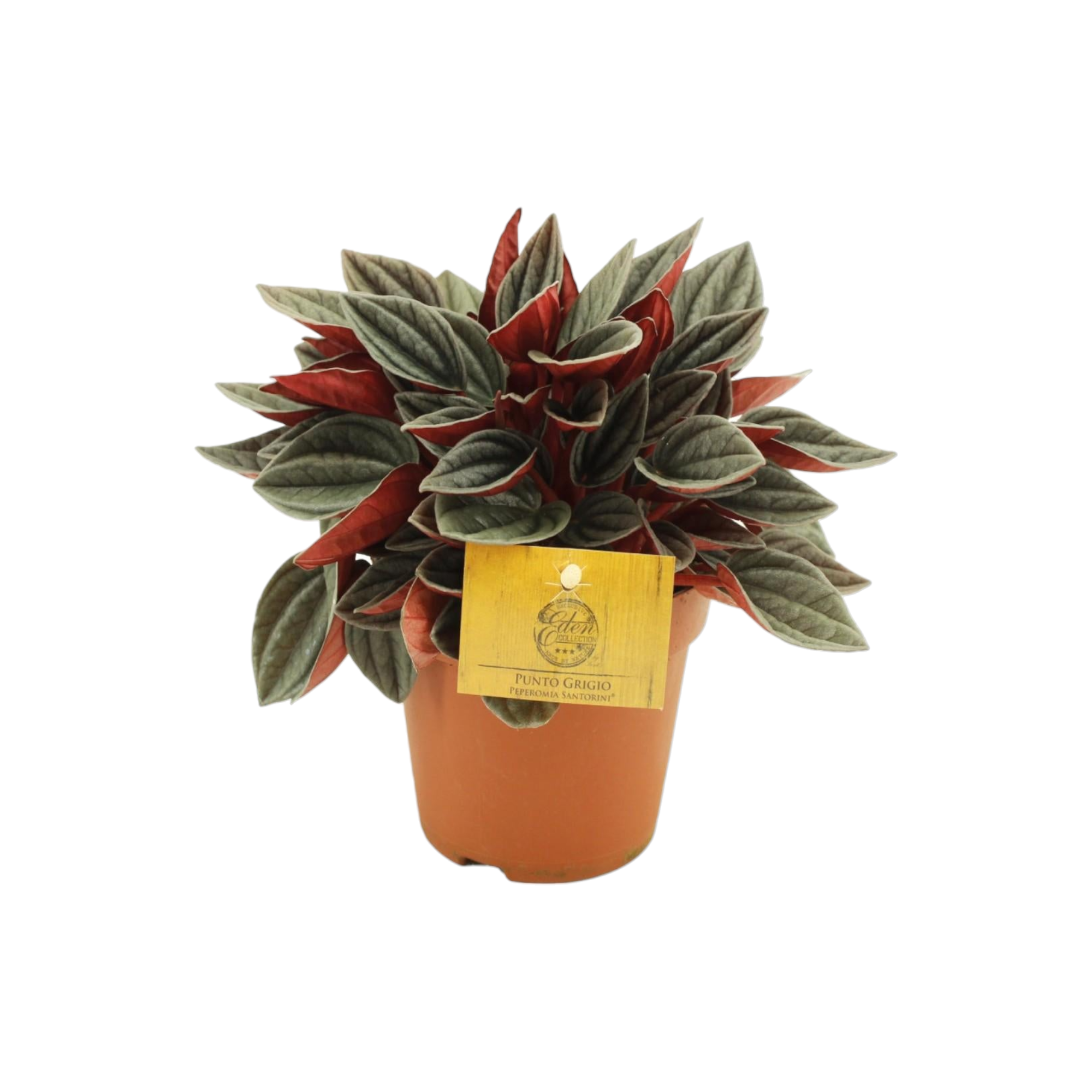 Plante d'intérieur - peperomia santorini 20.0cm