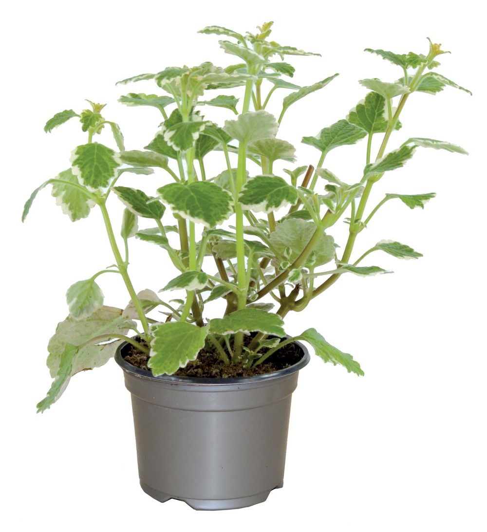 Plectranthus pot 10,5 cm