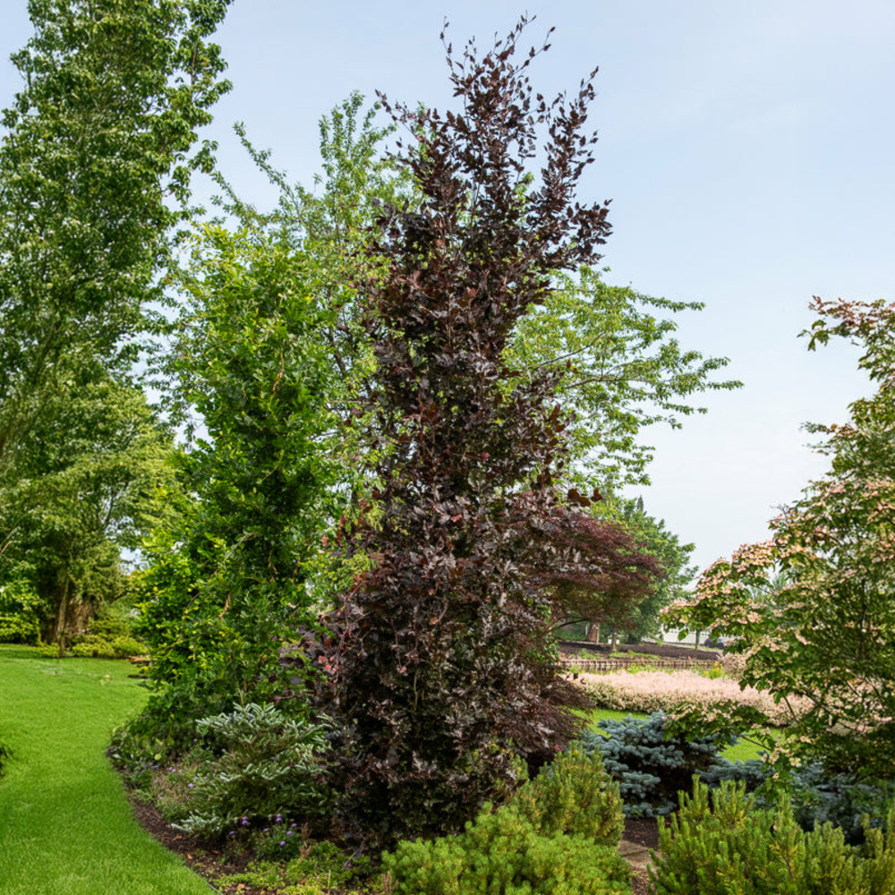 Hêtre fastigié pourpre - le pot / 2l / hauteur livrée 30-40cm