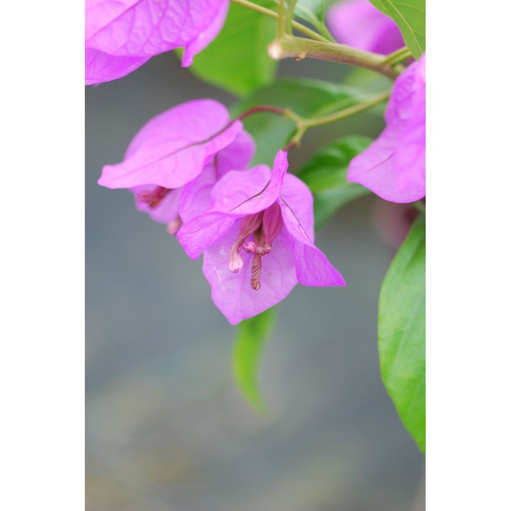 Bougainvillier 'violet de mèze' - en pot de 3 litres