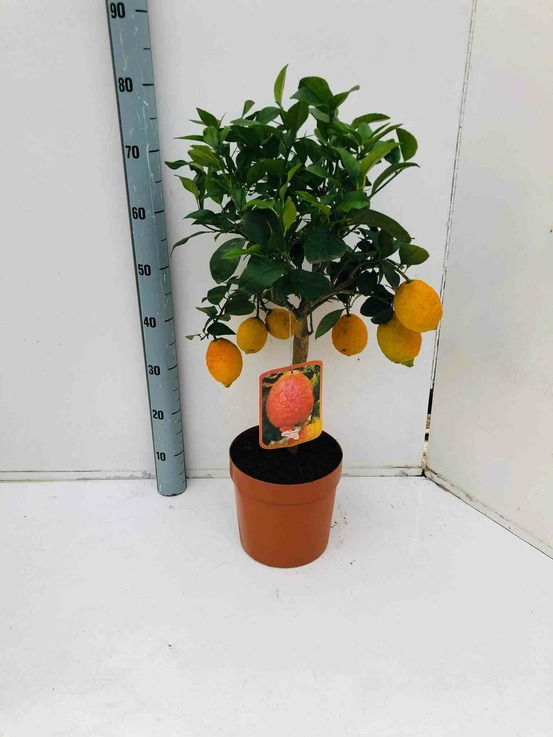 Agrumes citrus osbeck lima rosso (citron rouge) pot de 4 litres - 30/50 cm