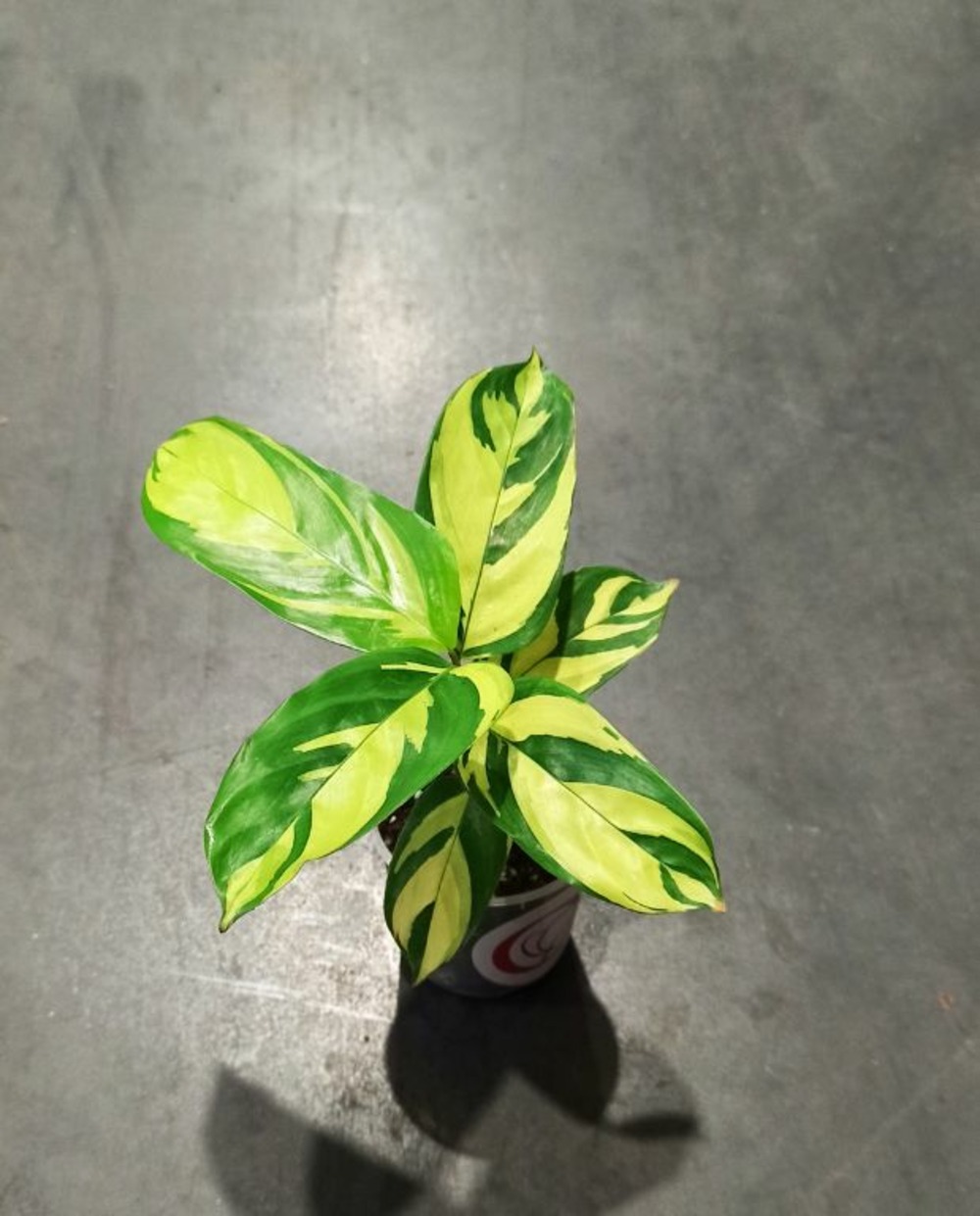 Ctenanthe lubbersiana golden mosaic small d. 6cm h. 15cm - plante d'intérieur