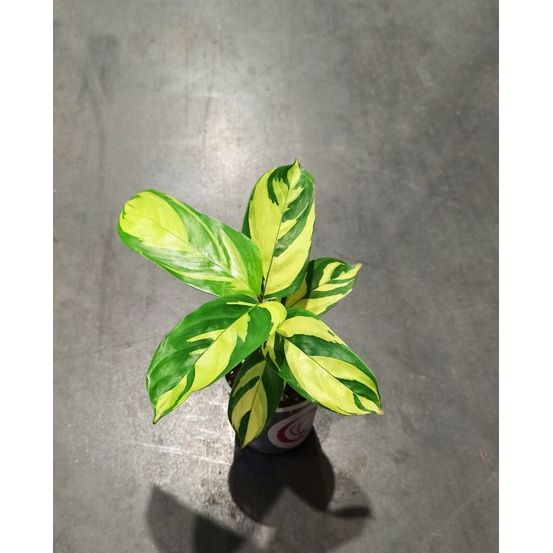 Ctenanthe lubbersiana golden mosaic small d. 6cm h. 15cm - plante d'intérieur