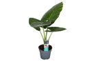 Alocasia odora - magnifique plante d'intérieur verte - pot 17cm - hauteur 55-75cm
