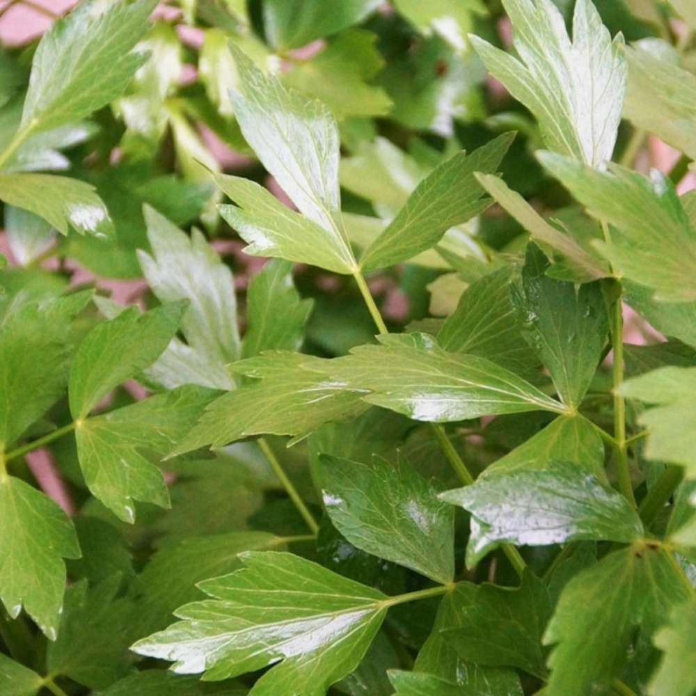 Livèche - prêt à consommer pot de 1 litre