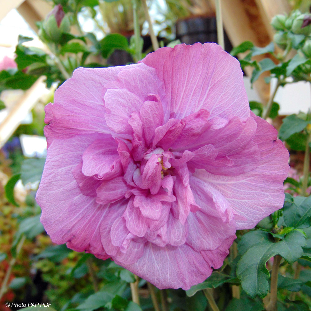 Mauve en arbre 'magenta chiffon' pot de 3l/4l