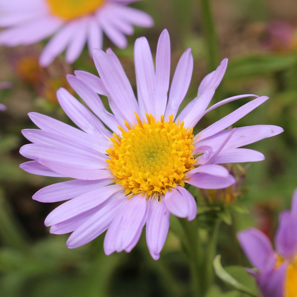 Vergerette lavender lady - erigeron - le pot / ø 9cm