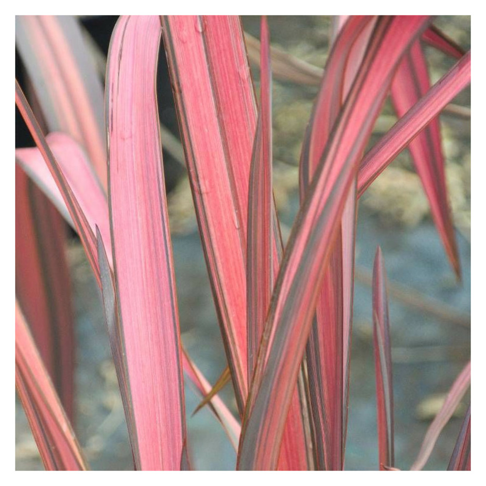 Lin de nouvelle-zélande evening glow pot de 4l - 40/60 cm