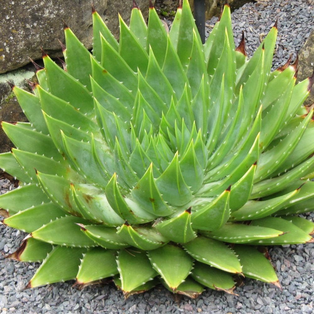 Aloe spirale pot de 7,5l - 40/60 cm
