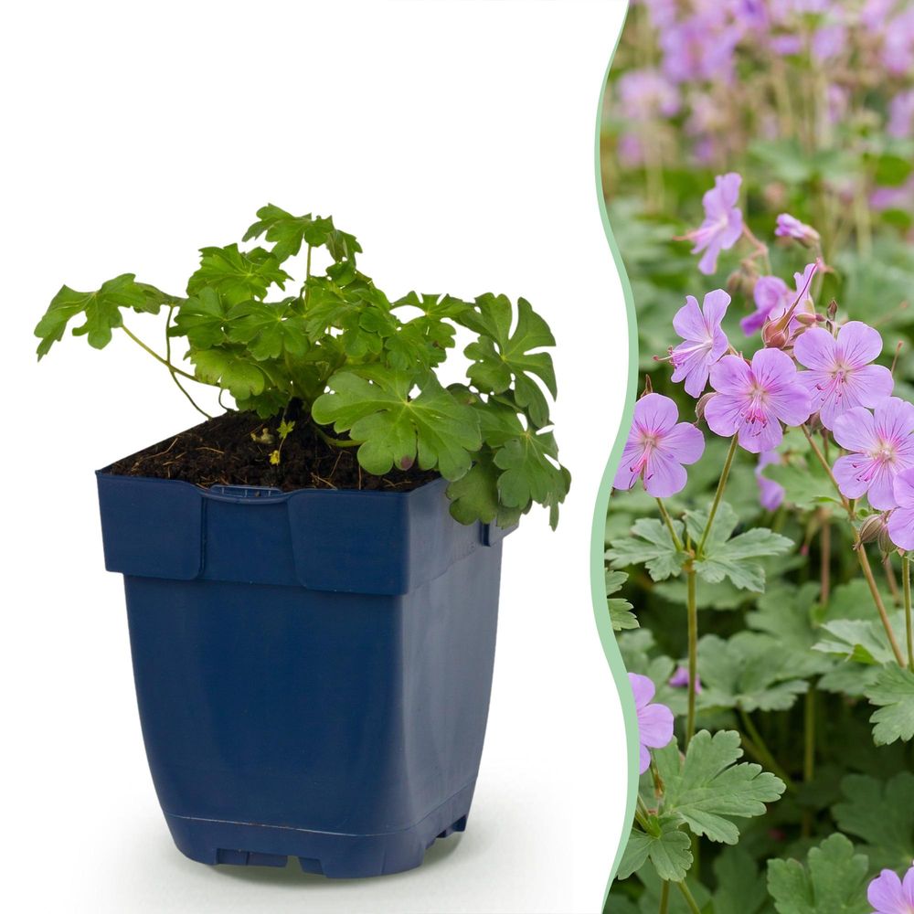 Géranium vivace cambridge - 24 plants - h 15-25 cm, pot ø11 cm