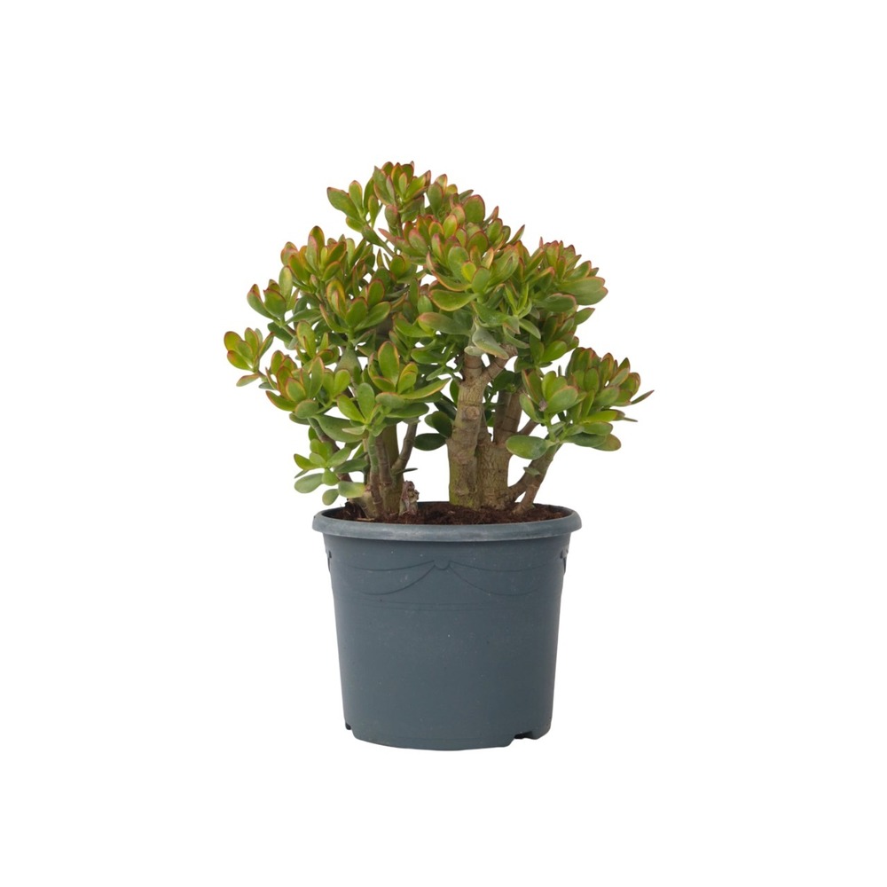 Arbre de jade - crassula ovata 'sunset' - hauteur 55-60cm - ⌀30cm
