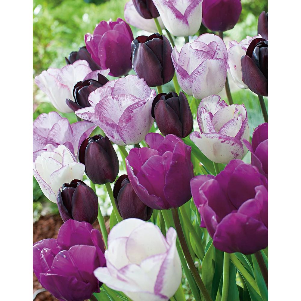 Tulipes melange galaxy - 10 bulbes