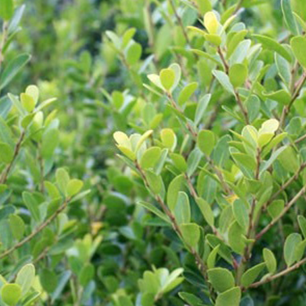 2 x houx crénelé 'green hedge' - ilex crenata 'green hedge' - 30-40 cm pot