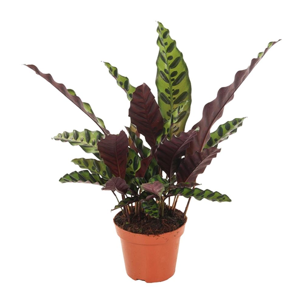 Calathea insignis - ø12cm - ↕30cm - plantes d'intérieur