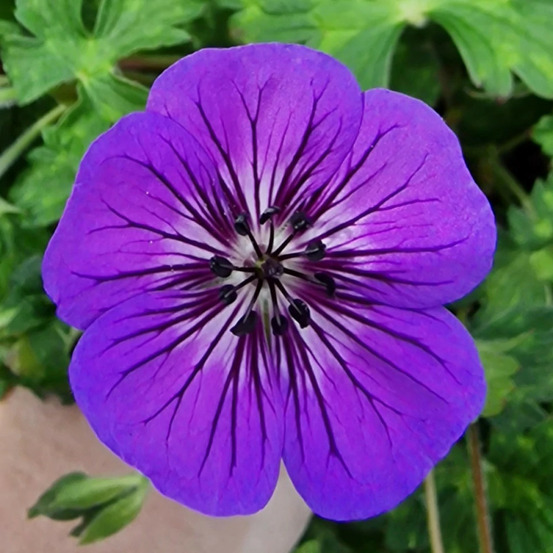 Géranium vivace mary anne® lot de 3 godets