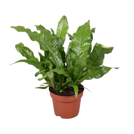 Microsorum crocodyllus - ø12cm - ↕30cm - plantes d'intérieur