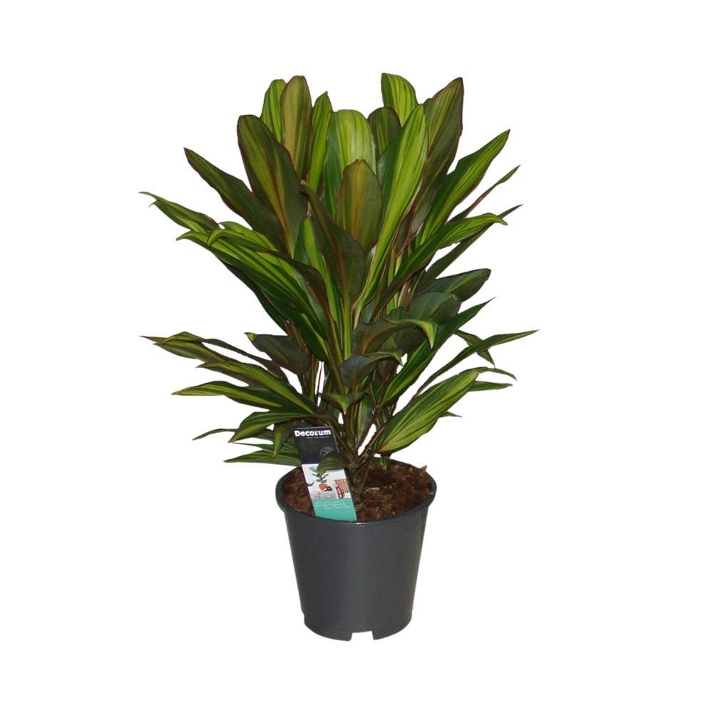 Plante d'intérieur - cordyline 'kiwi' 55.0cm