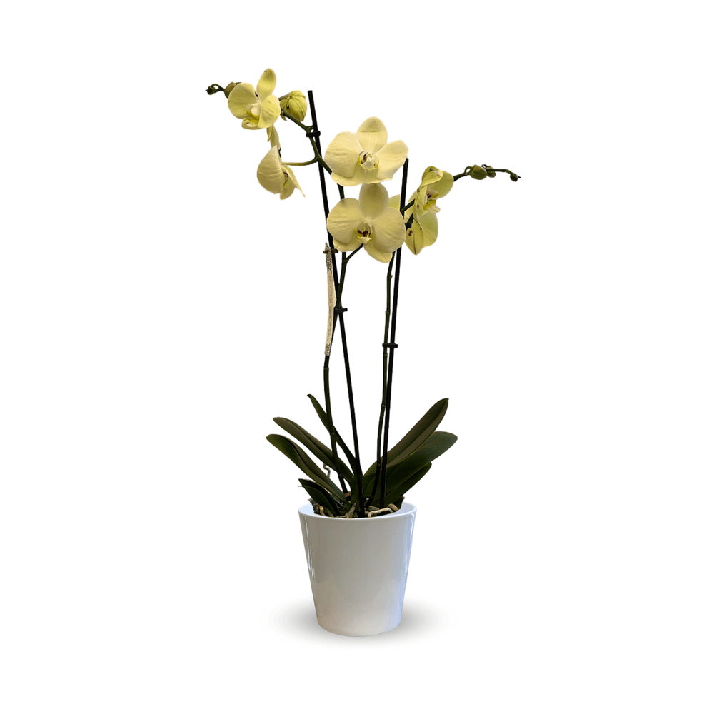 Orchidée Artificielle Phalaenopsis En Pot - Hauteur 22cm, Fleurs Jaunes, Pot En Silicone Inclus, Déco Maison