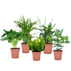 Plantes d'intérieur purificatrices d'air - mix de 5 plantes - pot 12cm - hauteur 25-40cm